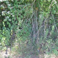 Land - Residential, For Sale, Akin Avenue, Listing ID 1008, Cleveland, Texas, United States, 77327,
